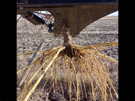 skid steer vs tree|Viewing a thread .